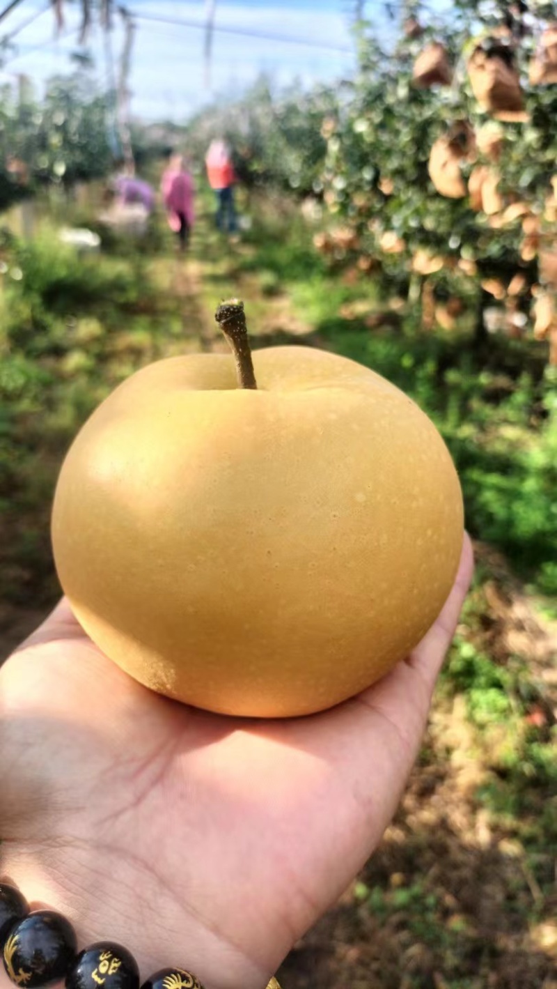 莱阳秋月梨