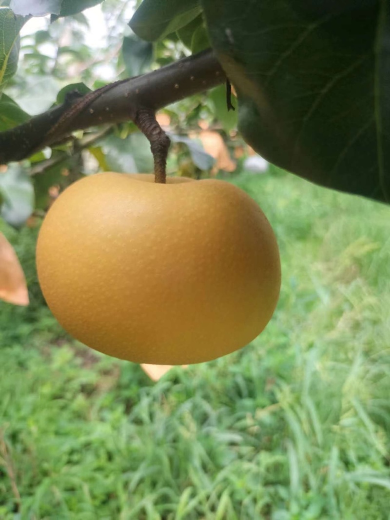莱阳秋月梨