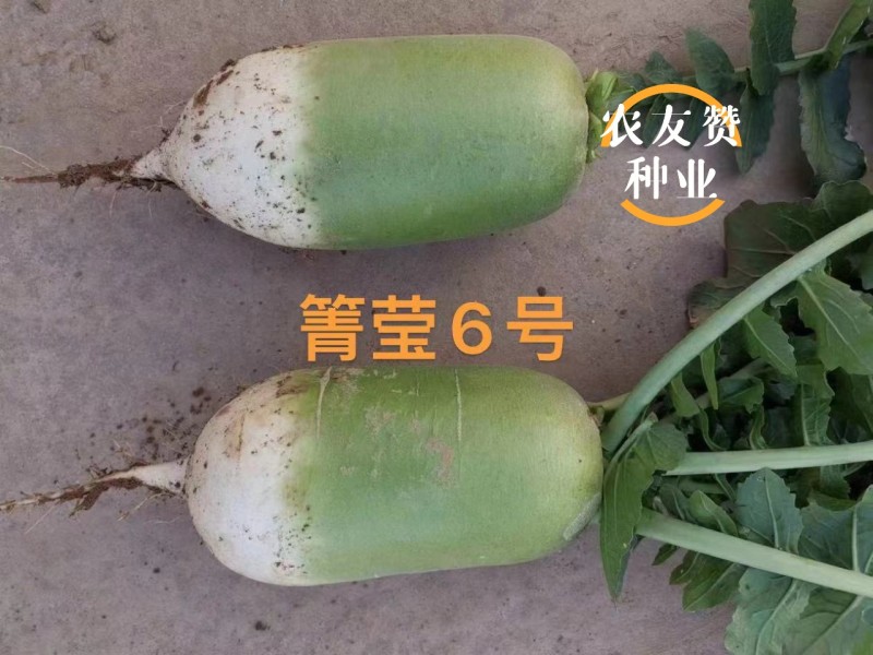 西北热销青萝卜种子箐莹6号三系杂交萝卜新品种脆爽青皮萝卜