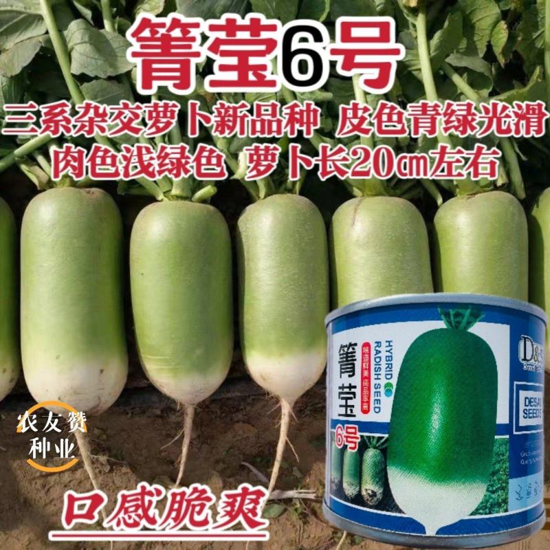 西北热销青萝卜种子箐莹6号三系杂交萝卜新品种脆爽青皮萝卜