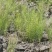 节节草全野生可视频看货欢迎老板们下单选购