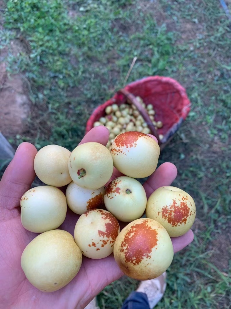 陕西大荔产区，大荔冬枣，质量三包，诚信经营，