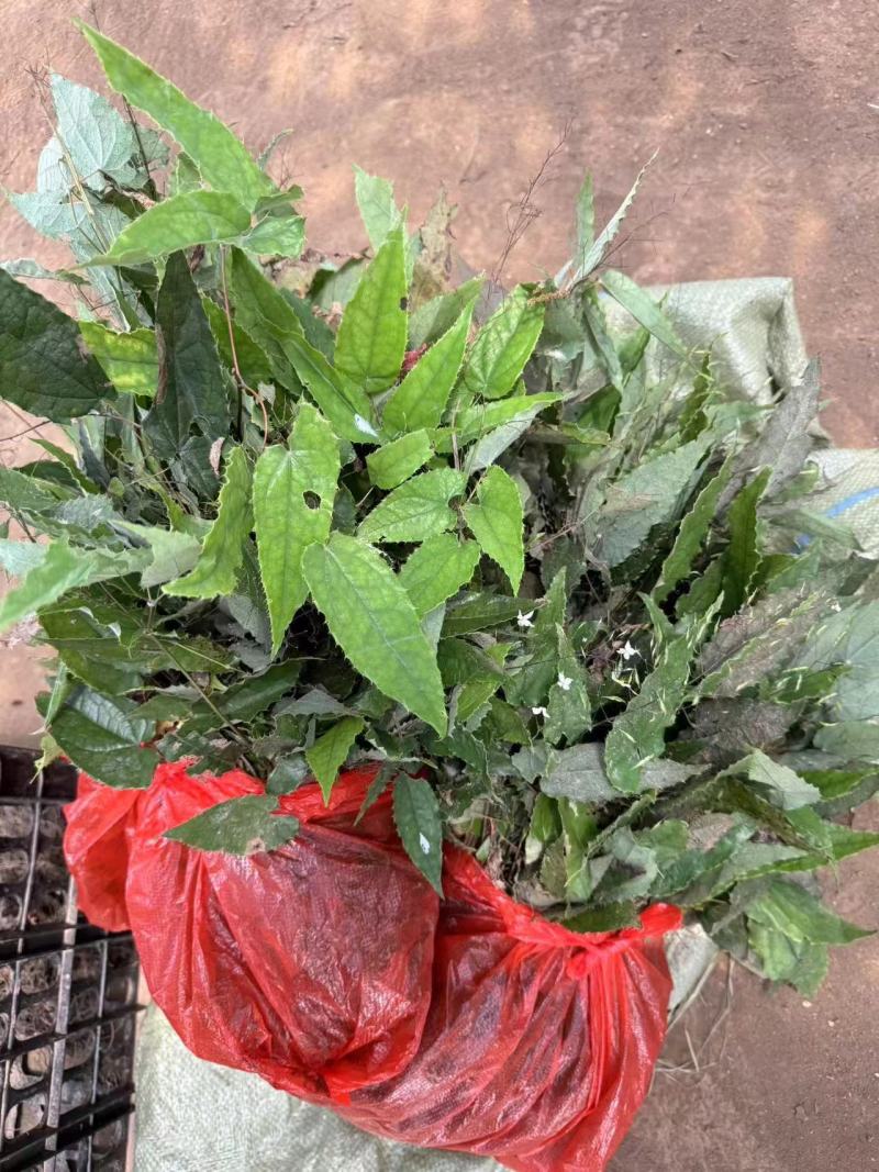 大量出售柔毛淫羊藿种苗淫羊藿种苗等等各种