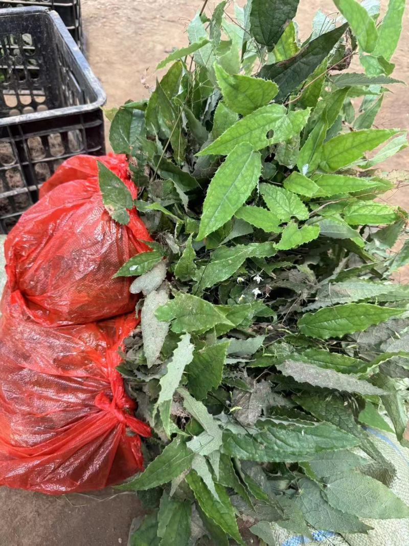 大量出售柔毛淫羊藿种苗淫羊藿种苗等等各种