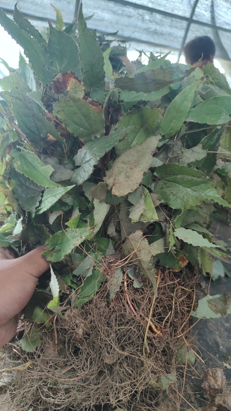 大量出售柔毛淫羊藿种苗淫羊藿种苗等等各种