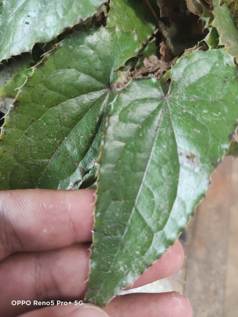 大量出售柔毛淫羊藿种苗淫羊藿种苗等等各种