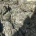 福建海带干海带海带皮散菜海带挂菜无沙海带海带干山东海带