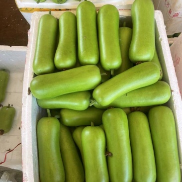 广东湛江徐闻县瓠子瓜蒲瓜产地直供量大价优欢迎咨询