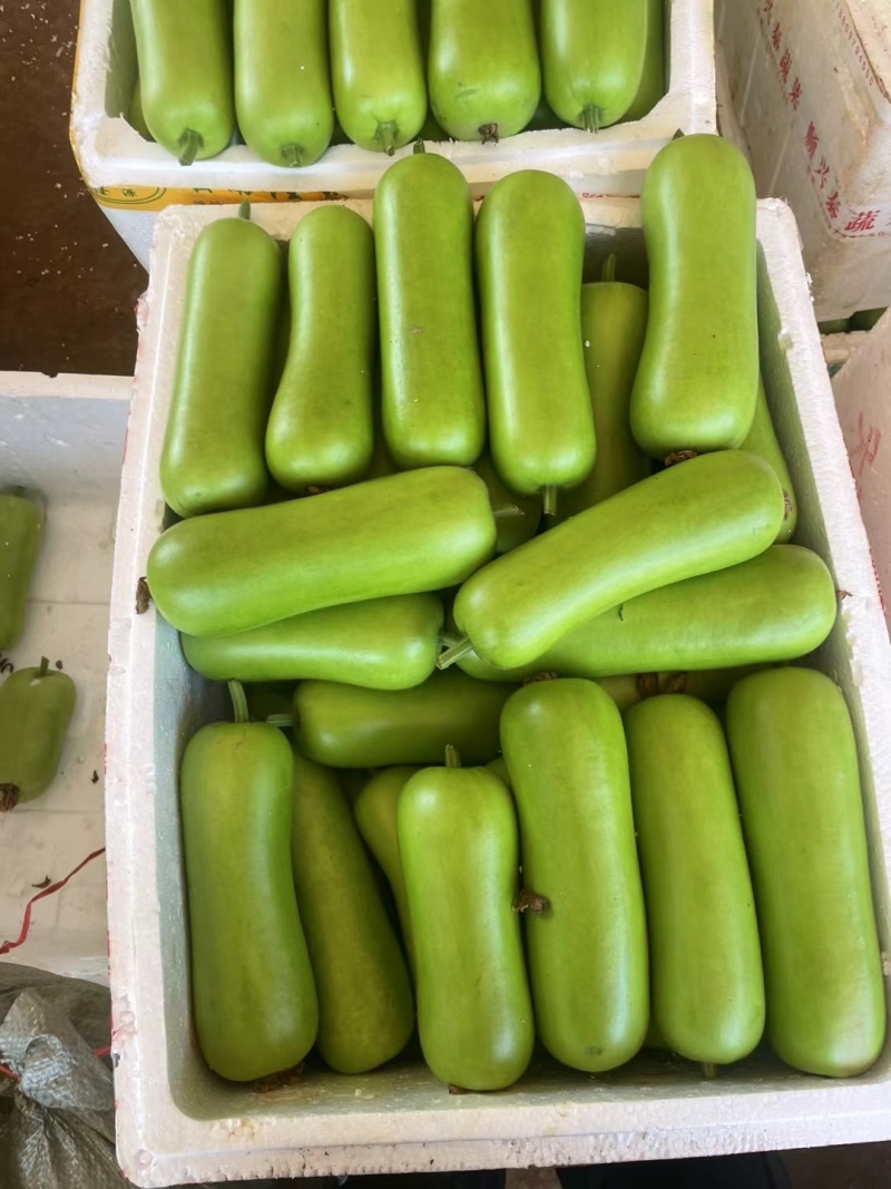 广东湛江徐闻县瓠子瓜蒲瓜产地直供量大价优欢迎咨询