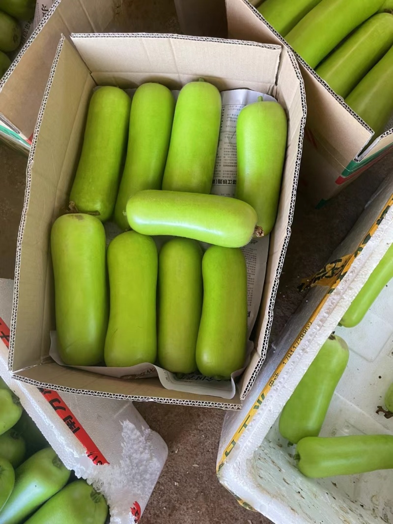 广东湛江徐闻县瓠子瓜蒲瓜产地直供量大价优欢迎咨询
