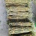 云南铁皮石斛鲜条，基地发货，货源充足，质量保证，