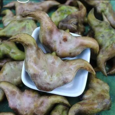 大菱角产地直批个头饱满价格美丽每日现采现卖