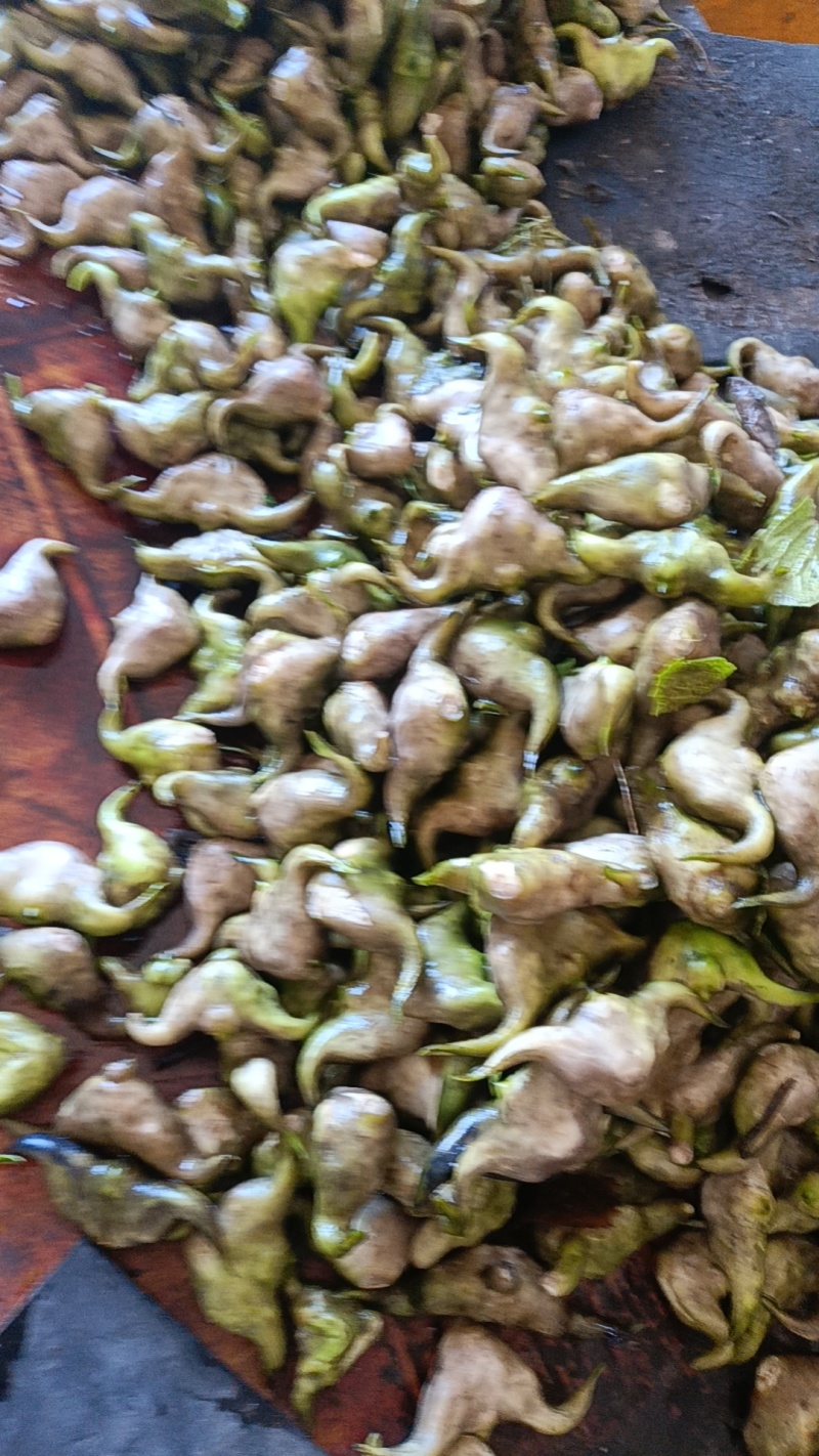 大菱角产地直批个头饱满价格美丽每日现采现卖