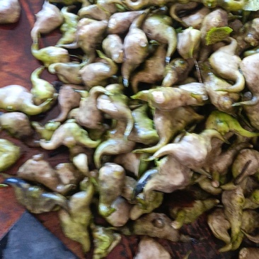 老菱角新鲜菱角嫩菱角产地直批个头饱满口感很好