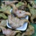 老菱角新鲜菱角嫩菱角产地直批个头饱满口感很好