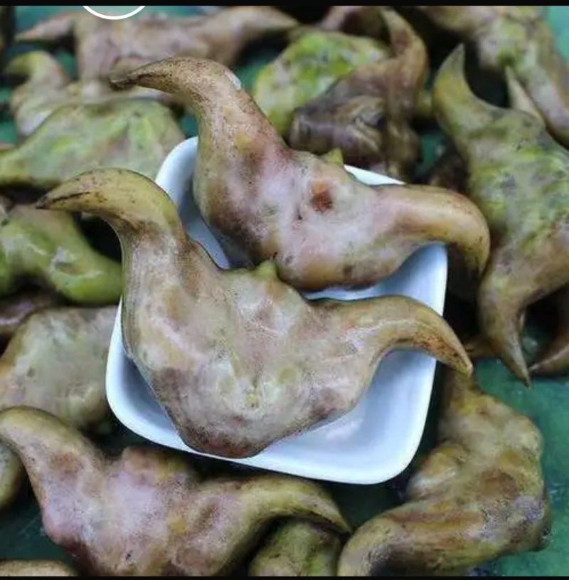 老菱角新鲜菱角嫩菱角产地直批个头饱满口感很好