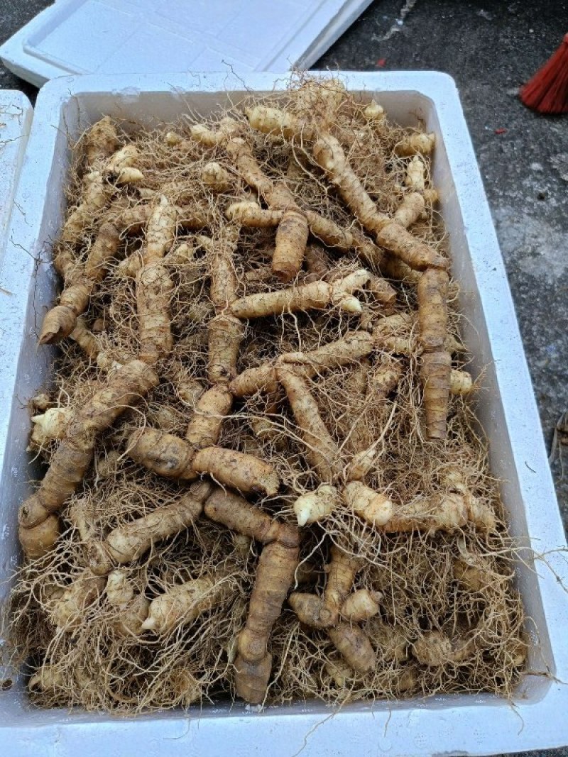 玉竹