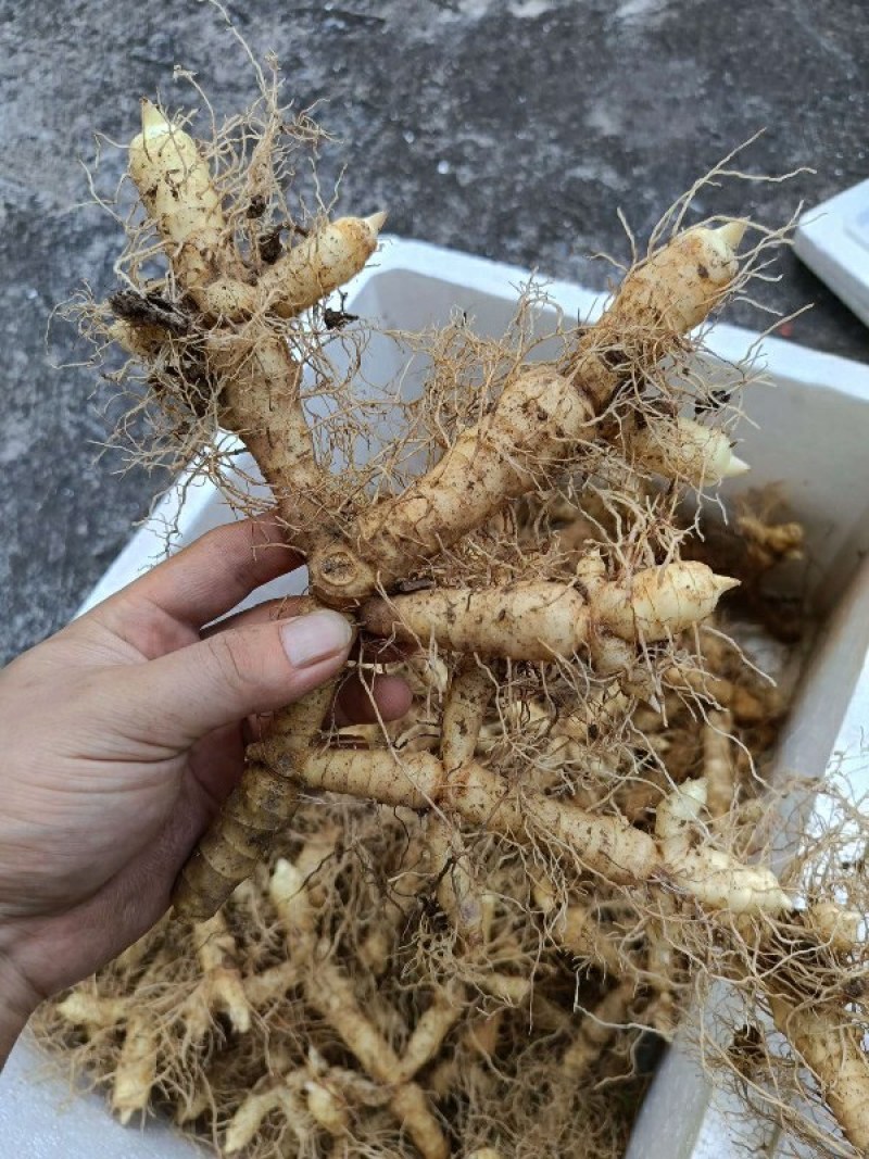 玉竹