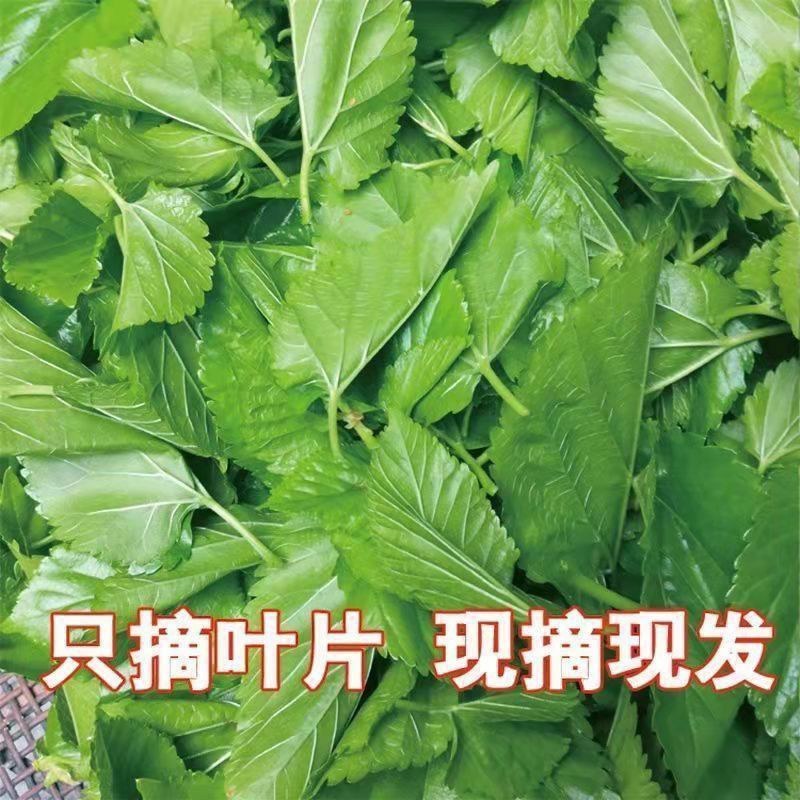 桑叶