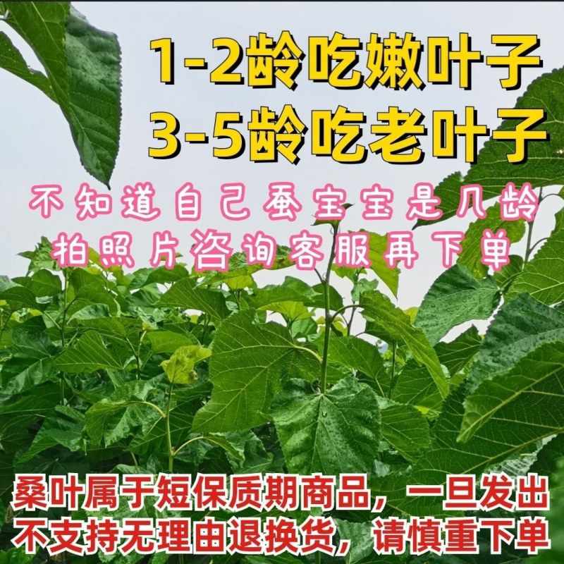 桑叶