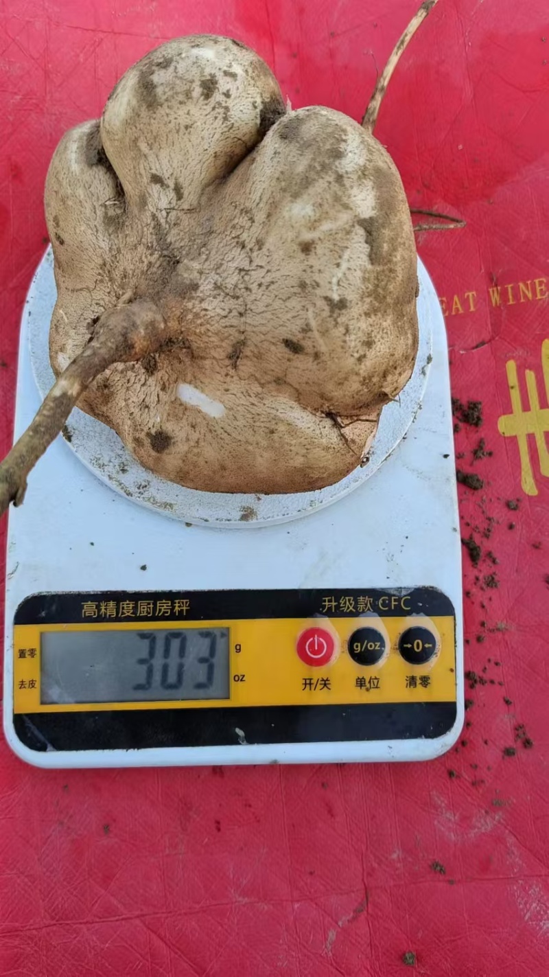 湖北天门豆薯凉薯上市中，供应市场，超市，电商货