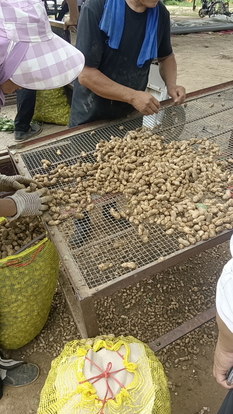 聊城鲜花生！大量供应！货源充足！产地直发！代发全国各地