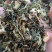 鬼针草野生鬼针草中药材批发鬼针草质量保证量大从优