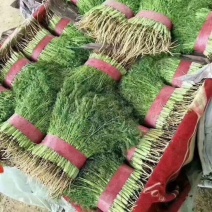 小茴香茴香苗永年精品茴香承接商超代收代发代加工