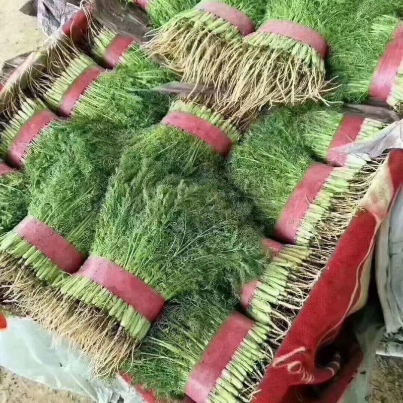 小茴香茴香苗永年精品茴香承接商超代收代发代加工