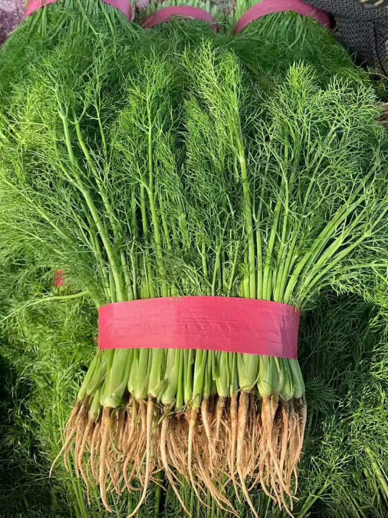 小茴香茴香苗永年精品茴香承接商超代收代发代加工