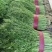 小茴香茴香苗永年精品茴香承接商超代收代发代加工