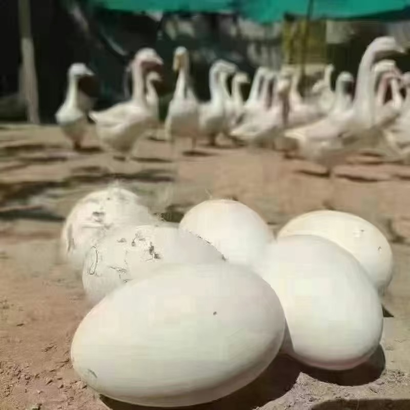 大鹅蛋