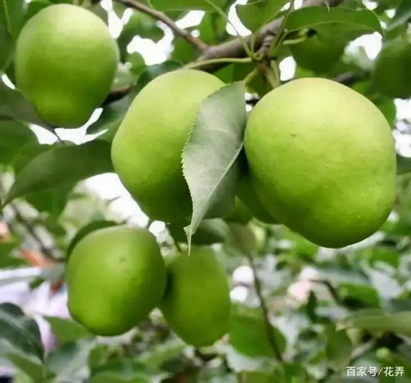 辽宁北镇茄梨早金酥梨口感价钱好