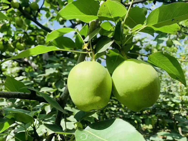 辽宁北镇茄梨早金酥梨口感价钱好