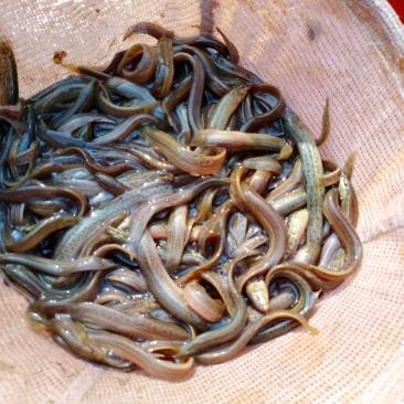泥鳅苗，台弯鳅，青秋苗，，基地直供，全程技朮跟踪服务