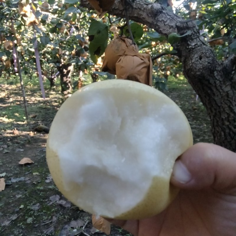 自家种植的皇冠梨成熟了，口感脆甜可口多汁