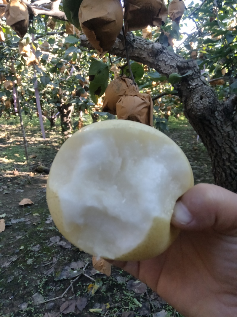 自家种植的皇冠梨成熟了，口感脆甜可口多汁