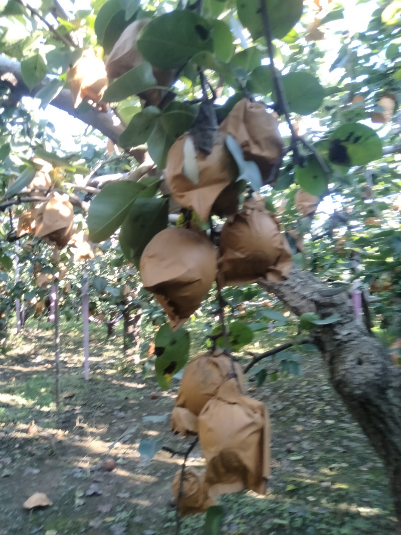 自家种植的皇冠梨成熟了，口感脆甜可口多汁