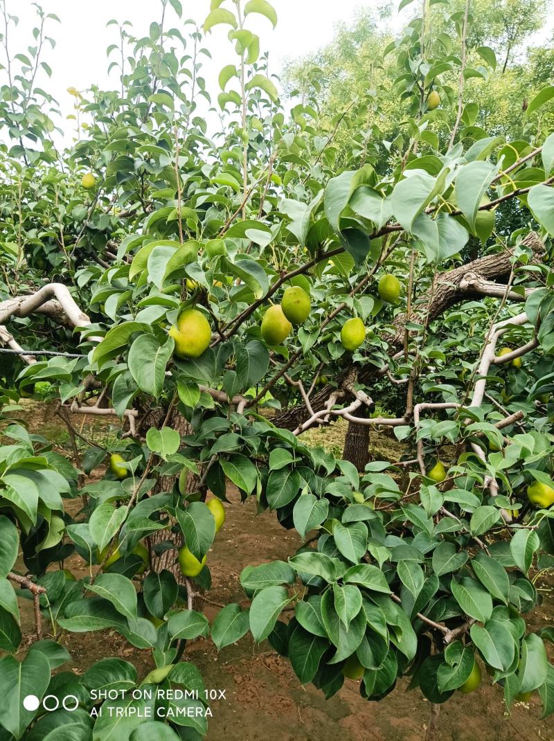 红香酥梨