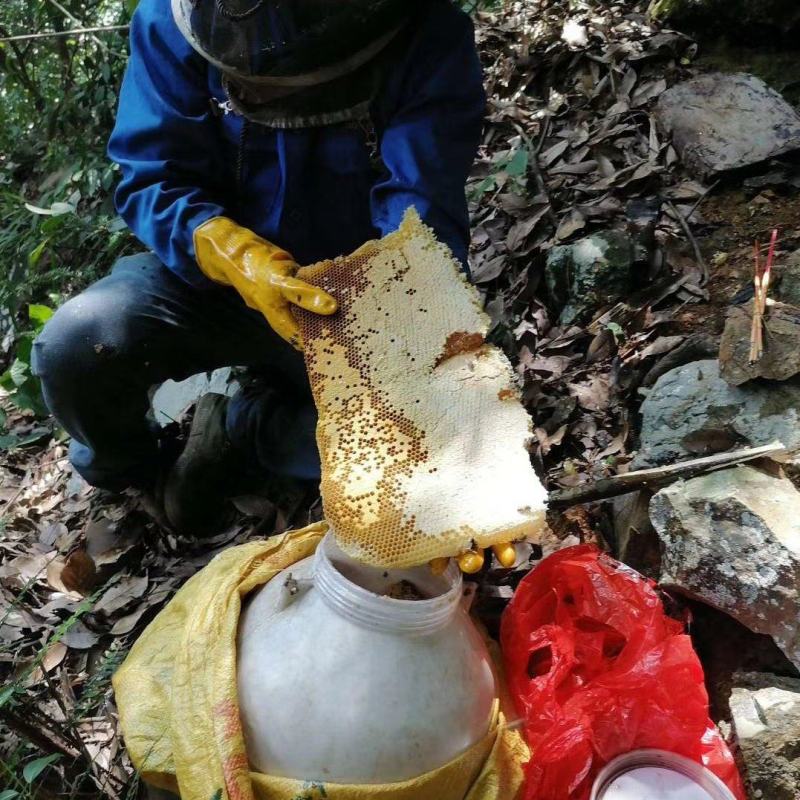 广东韶关翁源瑶族野生蜂蜜