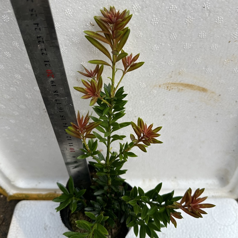 小叶红芽小红帽松树苗罗汉松苗40公分高起苗圃现货产地直发