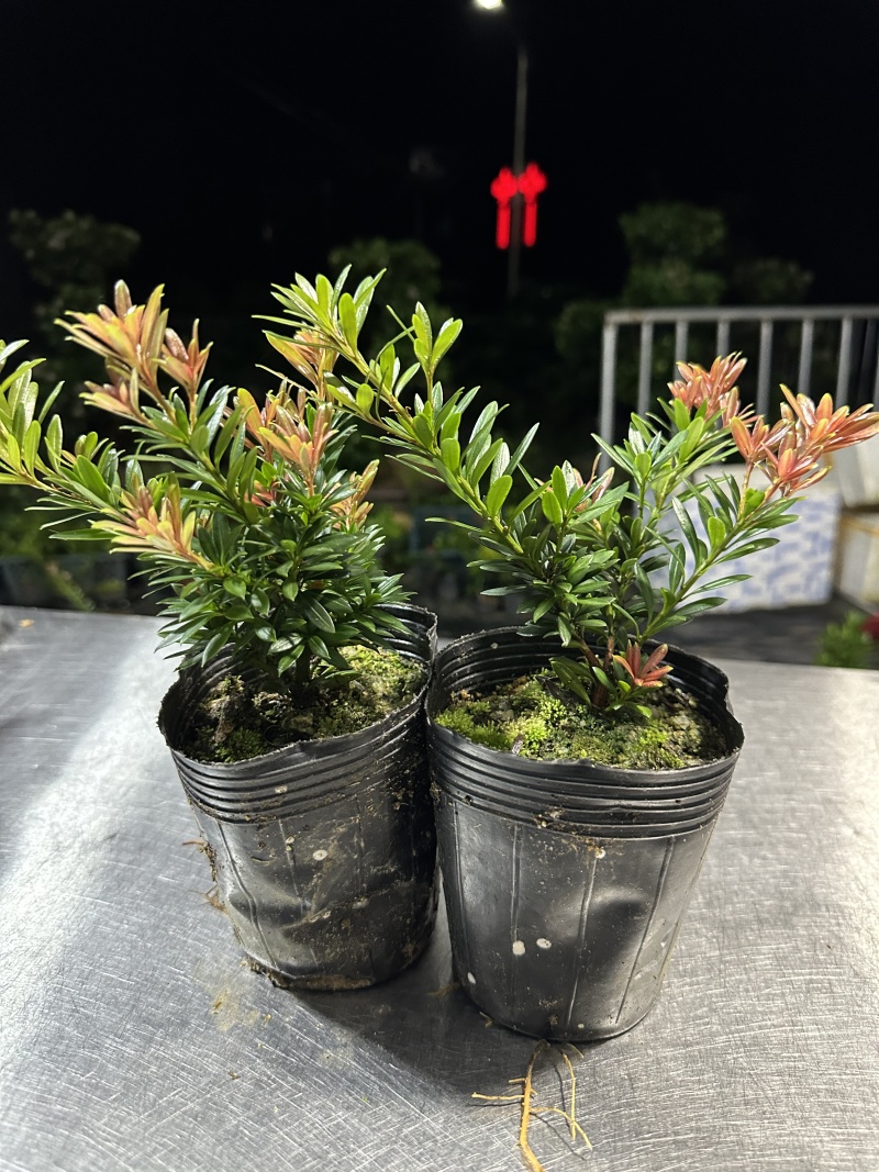 小叶红芽小红帽松树苗罗汉松苗40公分高起苗圃现货产地直发