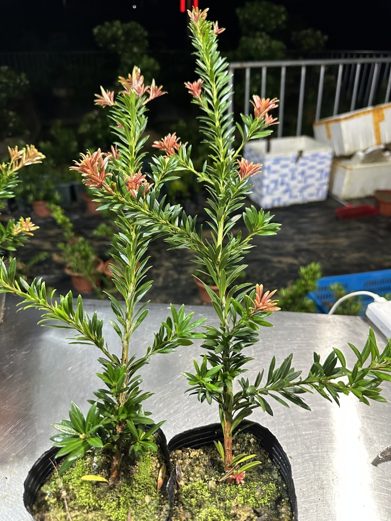 小叶红芽小红帽松树苗罗汉松苗40公分高起苗圃现货产地直发