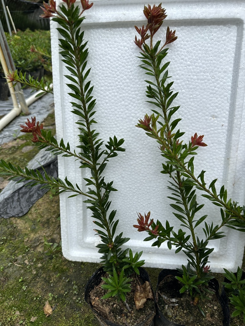 小叶红芽小红帽松树苗罗汉松苗40公分高起苗圃现货产地直发