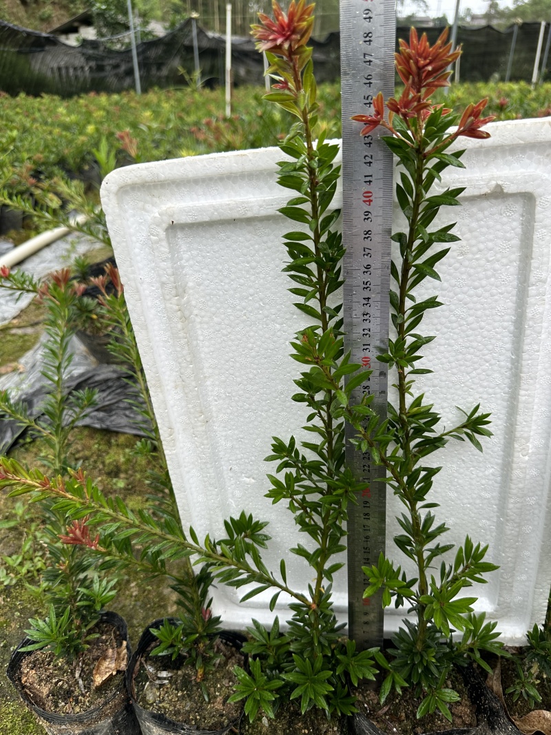小叶红芽小红帽松树苗罗汉松苗40公分高起苗圃现货产地直发