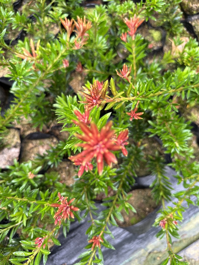 小叶红芽小红帽松树苗罗汉松苗40公分高起苗圃现货产地直发