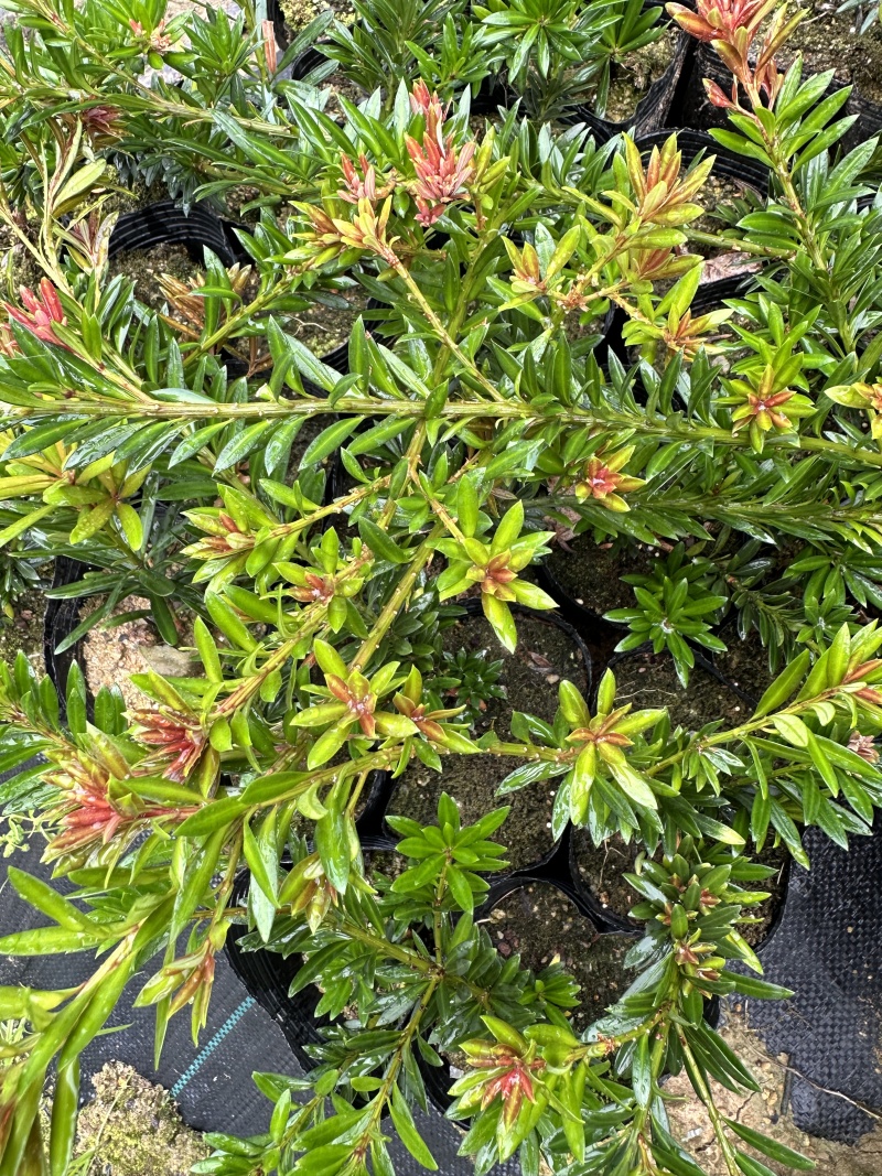 小叶红芽小红帽松树苗罗汉松苗40公分高起苗圃现货产地直发