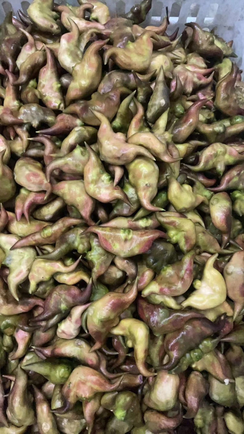 菱角新鲜二青菱角皮薄肉厚鲜甜可口*主要粉糯