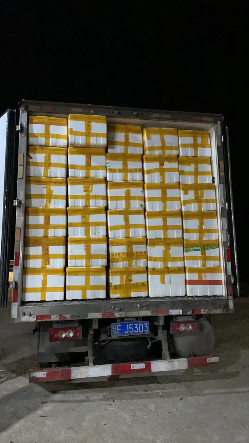 菱角新鲜二青菱角皮薄肉厚鲜甜可口*主要粉糯