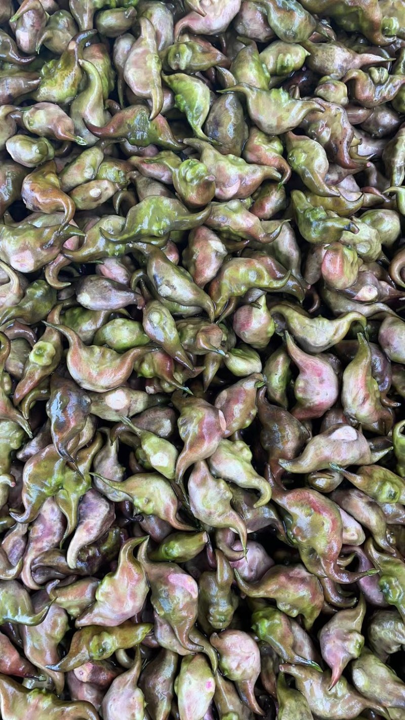 菱角新鲜二青菱角皮薄肉厚鲜甜可口*主要粉糯